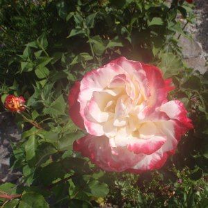 Meet your Posher, Diane